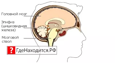 Фото Шишковидной Железы Человека